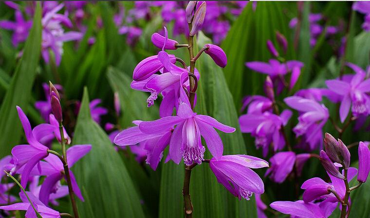 种植白芨要投资多少钱一亩地,白芨的种植前景与高效栽培技术