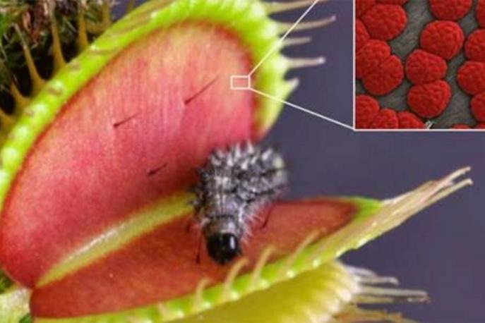 食虫植物系列（物理式）：捕蝇草的“血盆大口”
