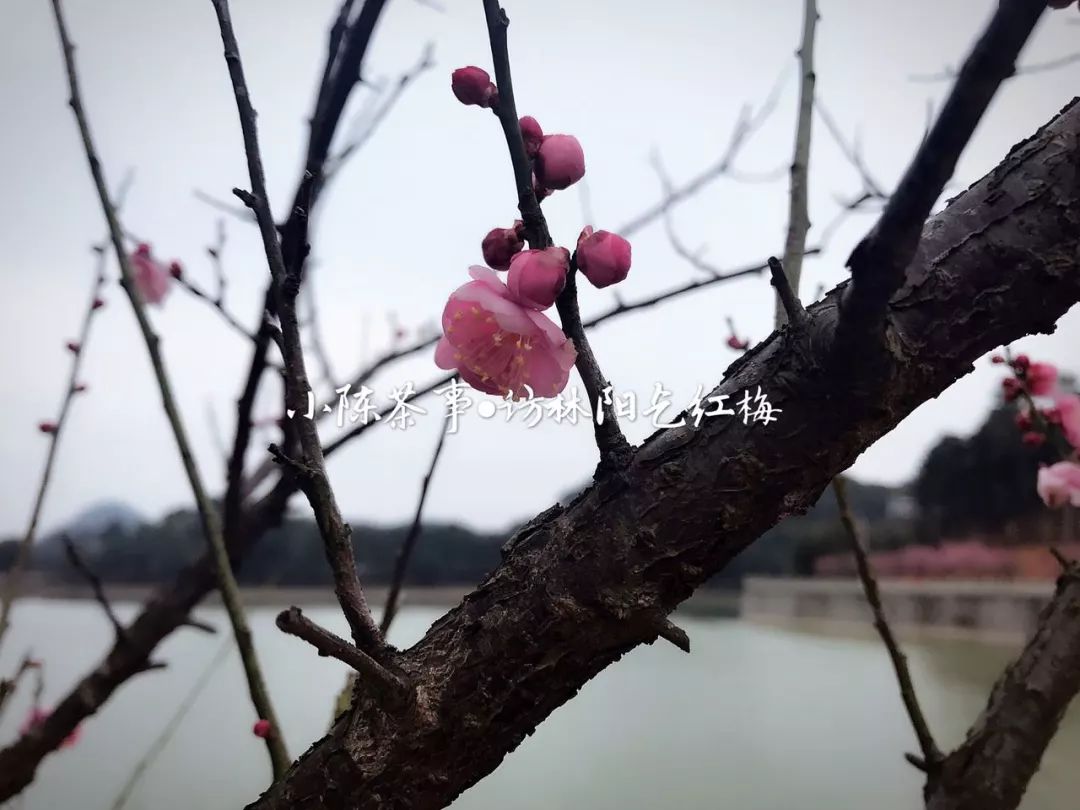 春节期间买茶,春节买茶
