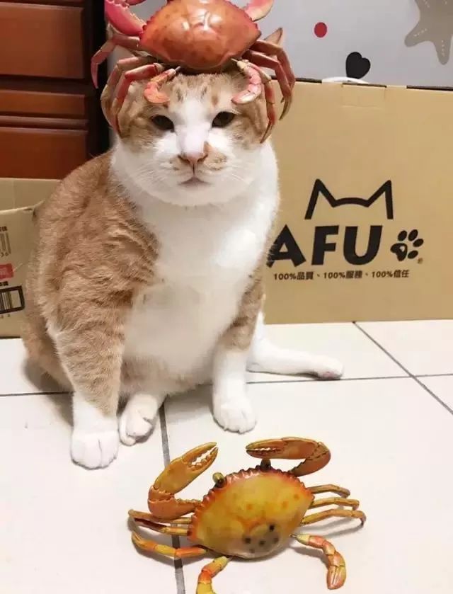 胖猫特别爱美，敷面膜的时候就像是一个小贵妇