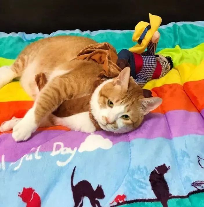 胖猫特别爱美，敷面膜的时候就像是一个小贵妇