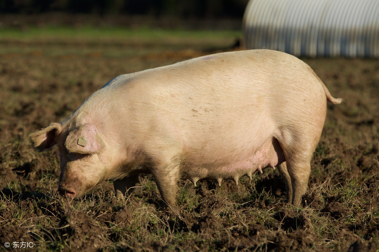 二元猪好养还是三元好养,三元生猪养殖技术
