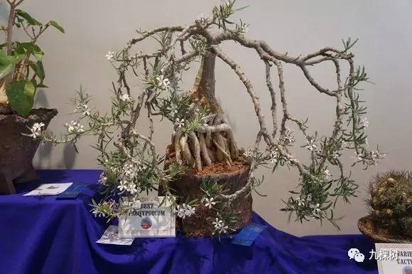 多肉万象最贵的品种,全世界最贵的多肉植物都有哪些