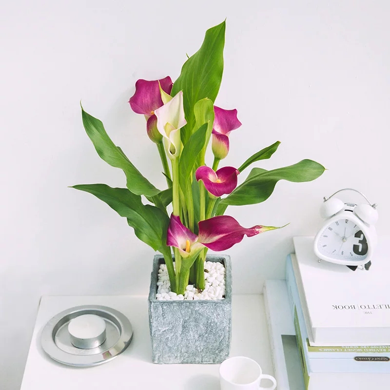 马蹄莲花盆景欣赏,马蹄莲造型图片大全