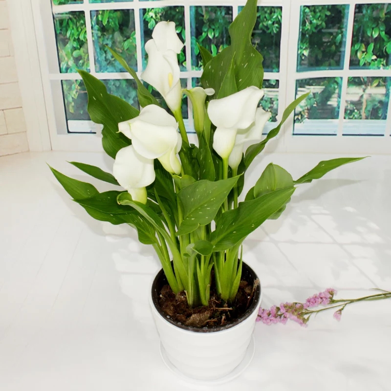 马蹄莲花盆景欣赏,马蹄莲造型图片大全