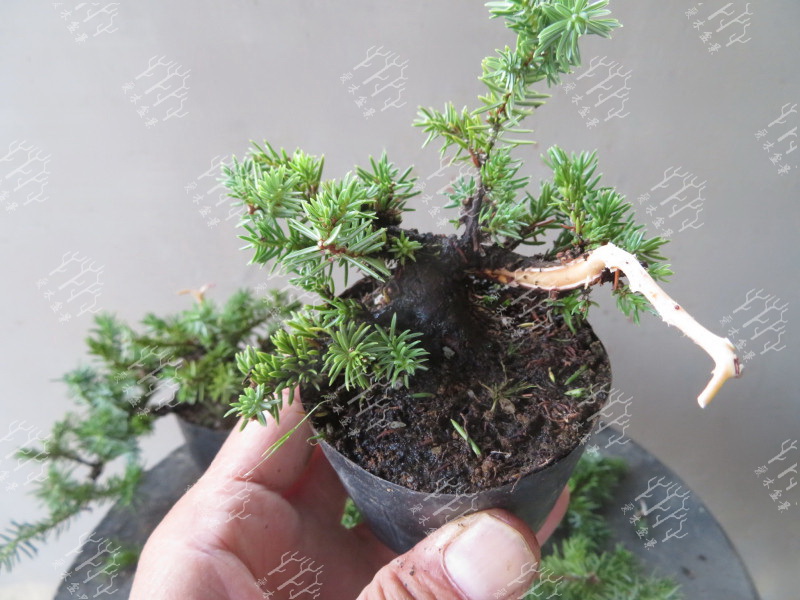 高山红皮刺柏盆景图片大全欣赏,刺柏盆景高压繁殖几月份操作较好