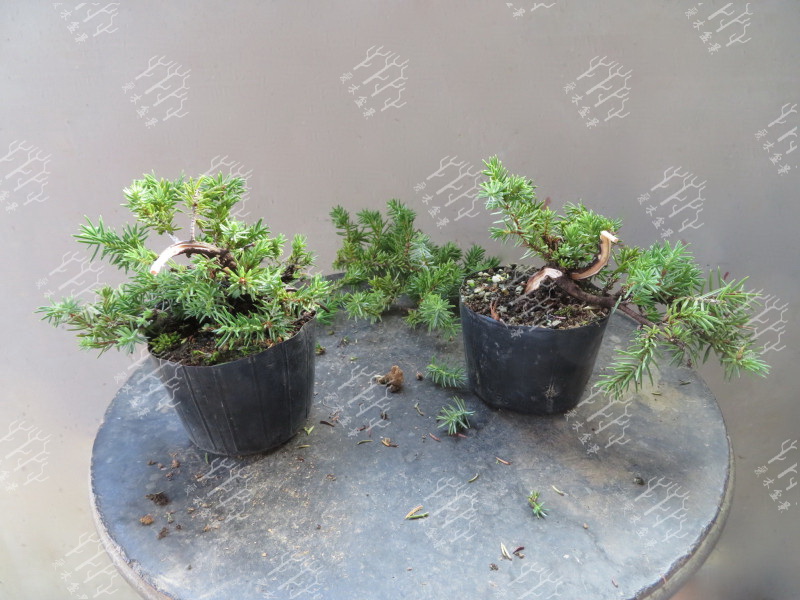 高山红皮刺柏盆景图片大全欣赏,刺柏盆景高压繁殖几月份操作较好