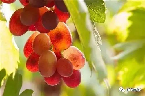 山东淄博特产便于携带送礼,淄博带回家的礼物