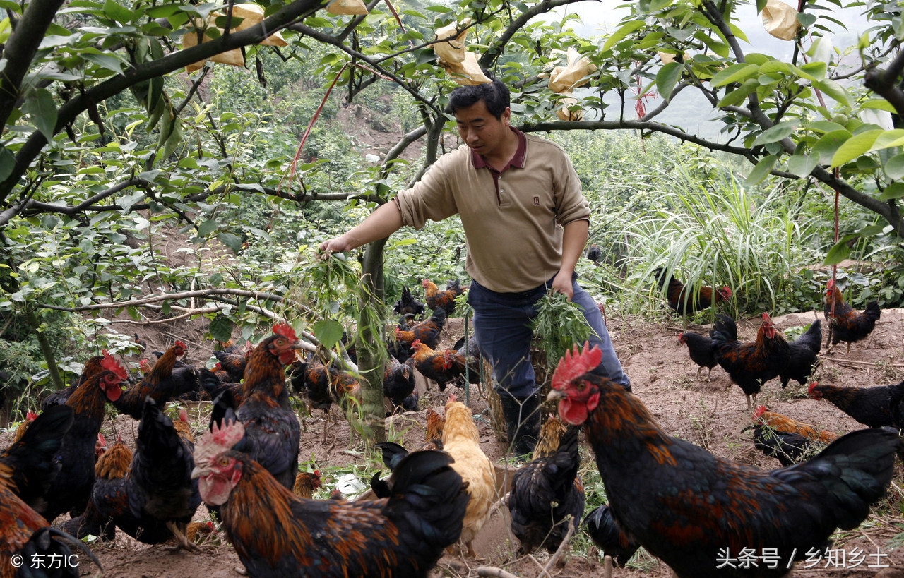 鸡感染禽流感怎么处理,散养鸡有禽流感怎么办