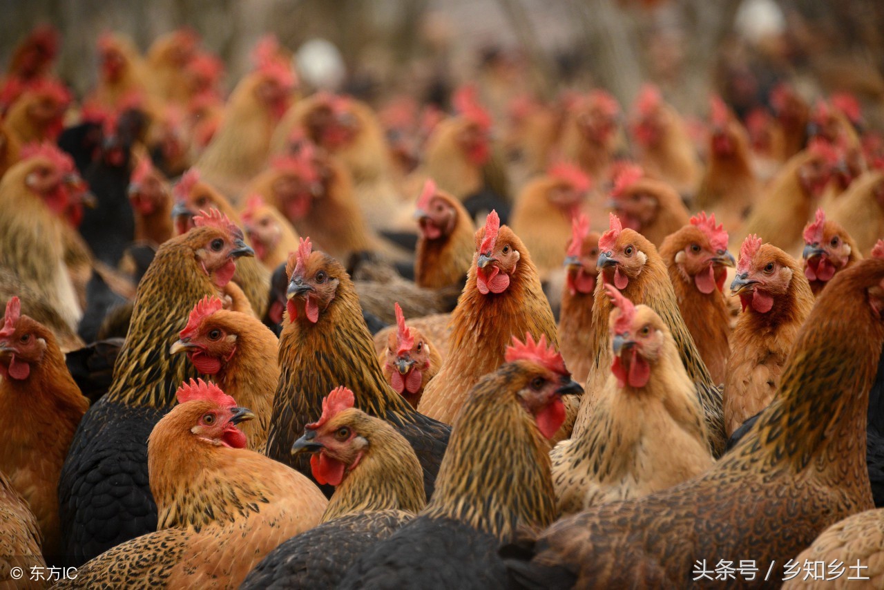 鸡感染禽流感怎么处理,散养鸡有禽流感怎么办