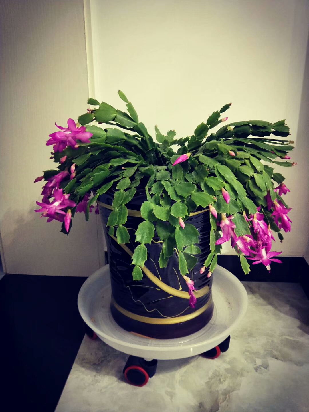 花开叶落逆水寒,花开叶落彼岸免费阅读