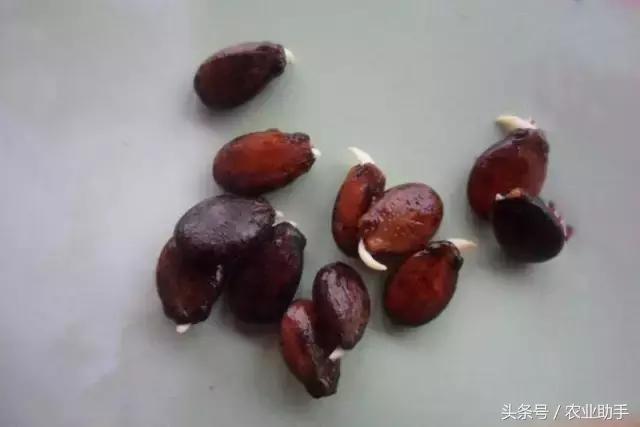 西瓜各个时期病害,西瓜网络异常怎么解决