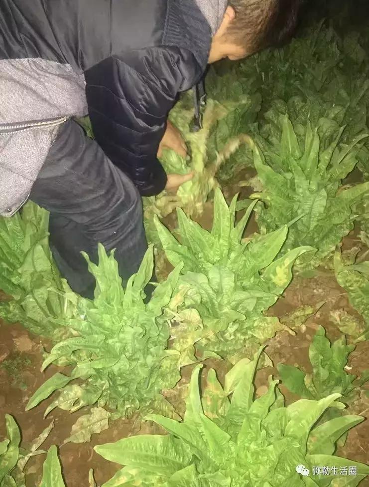 弥勒最好吃的清真餐馆炒菜,弥勒好的菜馆