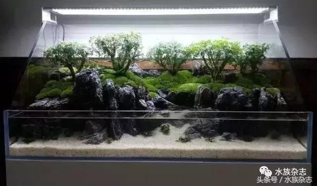 水陆雨林造景价格,水陆雨林造景之苔藓篇