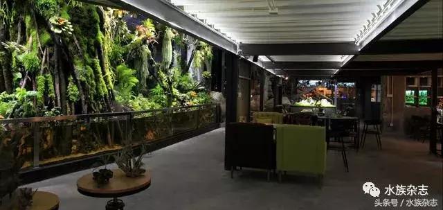 水陆雨林造景价格,水陆雨林造景之苔藓篇