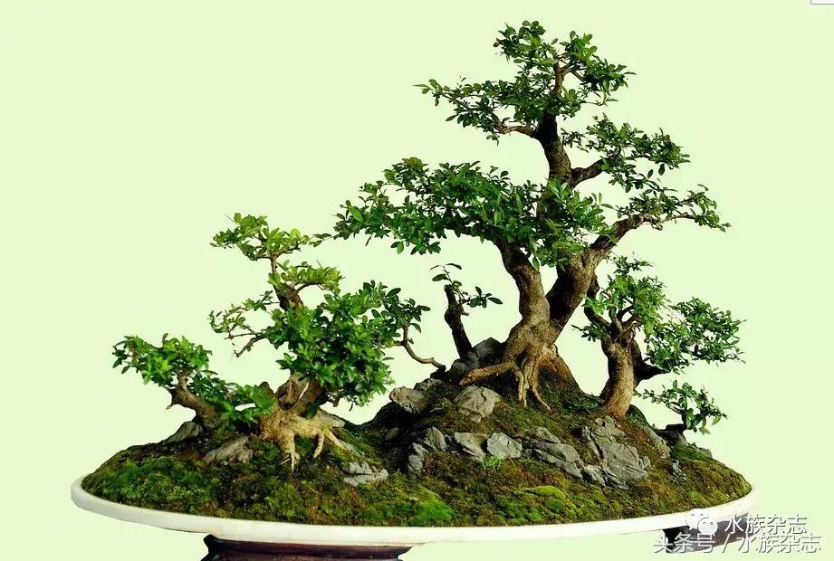 水陆雨林造景价格,水陆雨林造景之苔藓篇