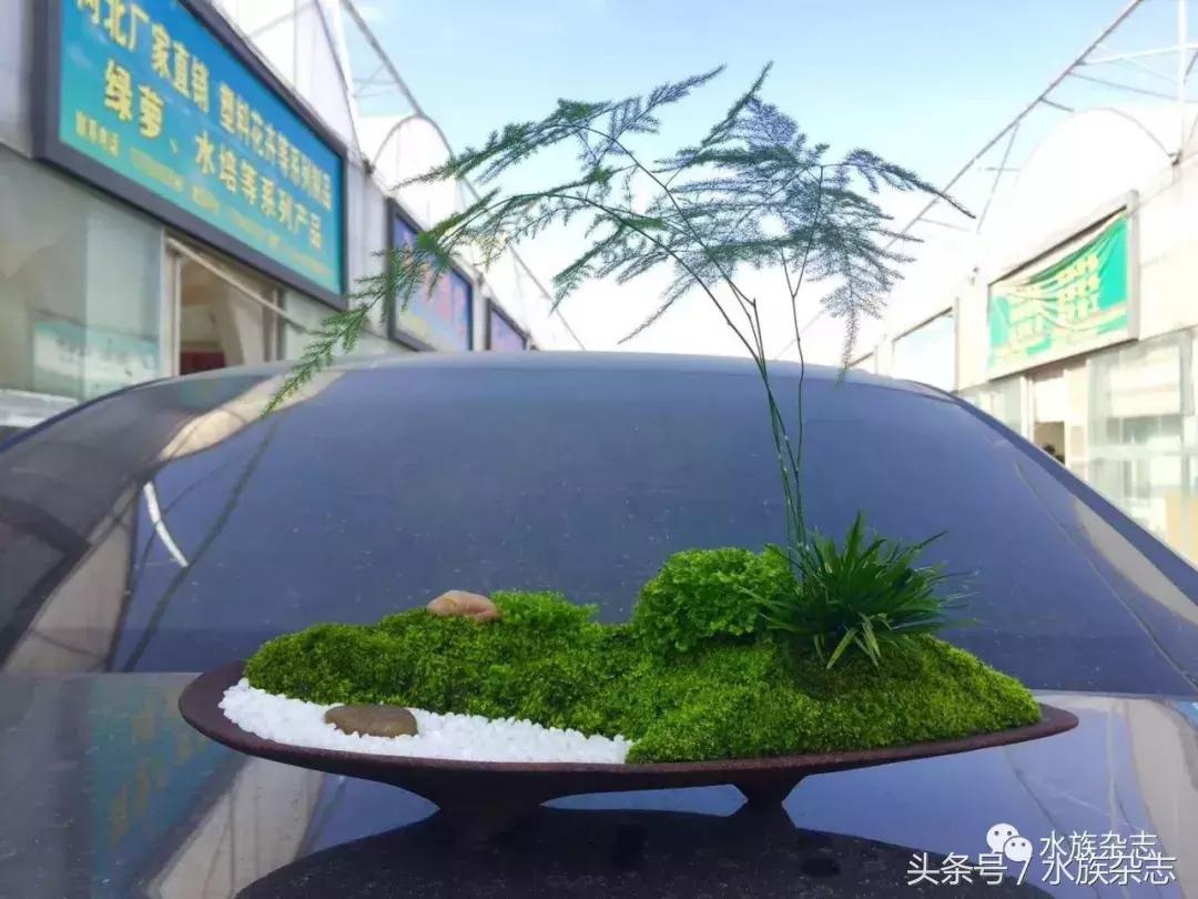 水陆雨林造景价格,水陆雨林造景之苔藓篇