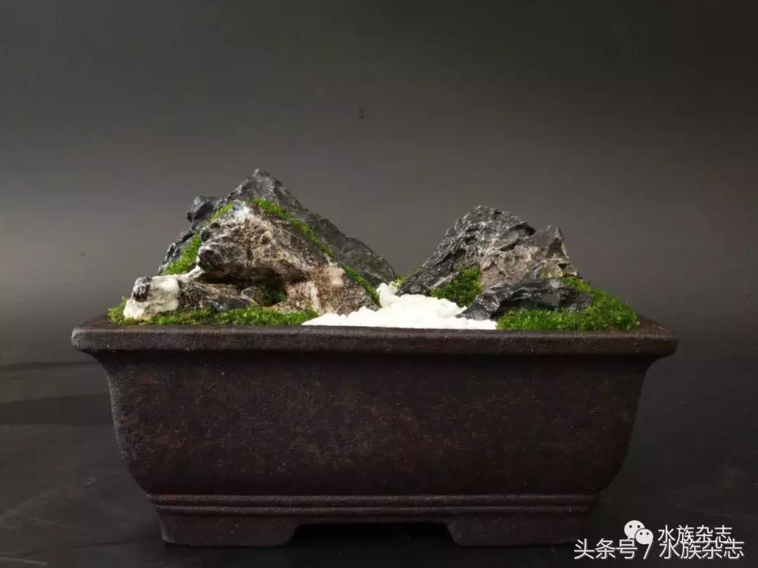 水陆雨林造景价格,水陆雨林造景之苔藓篇