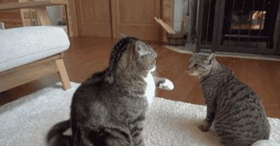 西甲全额支付违约金,西甲的强制违约金到底是怎么回事