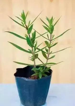 怎么样修剪花最好看,如何修剪花更美观