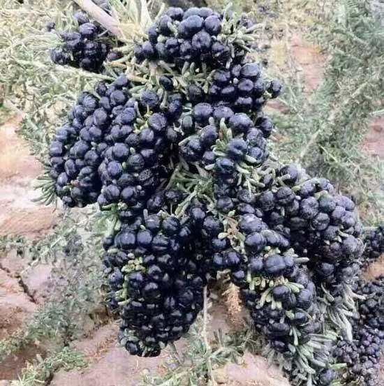 几十到几百的黑枸杞,哪种才是正宗的黑枸杞