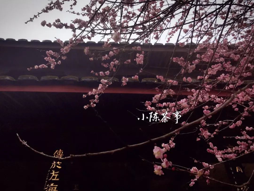 春节期间买茶,春节买茶