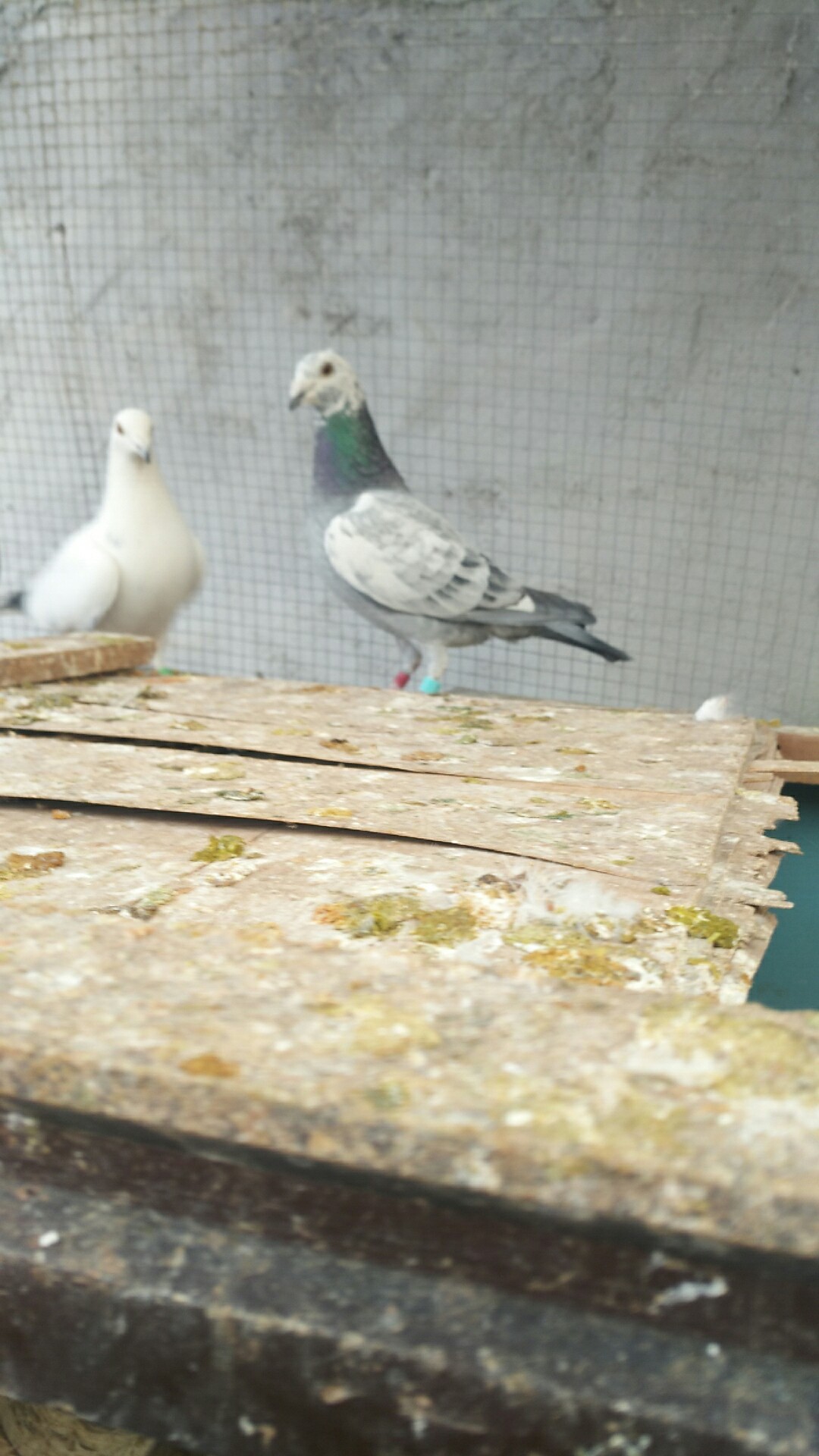 种鸽下蛋几天给保姆鸽,种鸽和保姆鸽的蛋最多相差几天