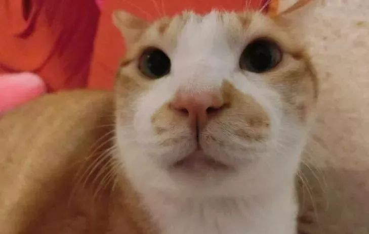 胖猫特别爱美，敷面膜的时候就像是一个小贵妇