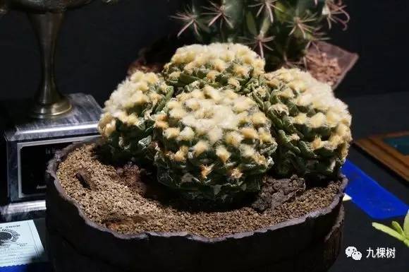 多肉万象最贵的品种,全世界最贵的多肉植物都有哪些