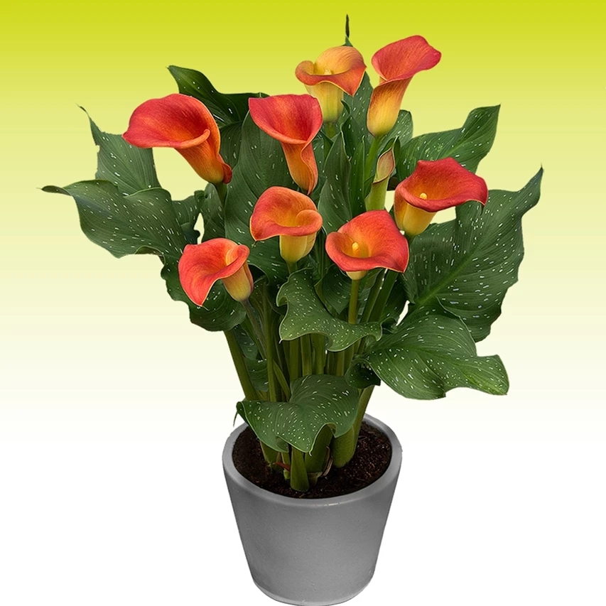 马蹄莲花盆景欣赏,马蹄莲造型图片大全