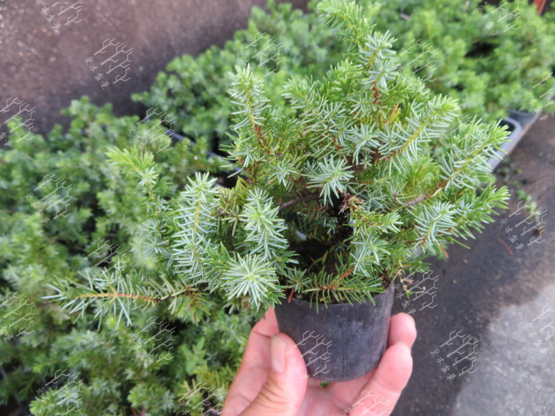 高山红皮刺柏盆景图片大全欣赏,刺柏盆景高压繁殖几月份操作较好