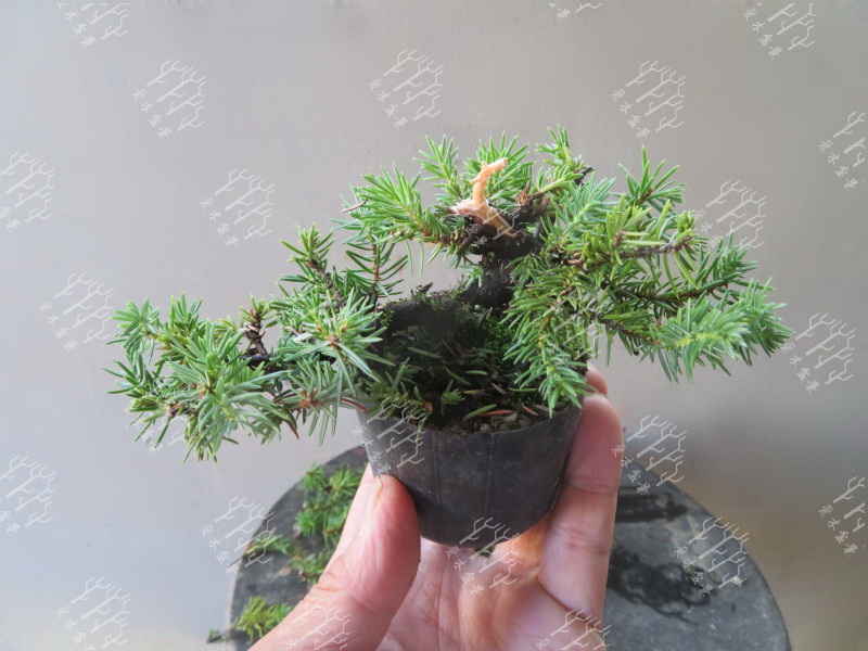 高山红皮刺柏盆景图片大全欣赏,刺柏盆景高压繁殖几月份操作较好