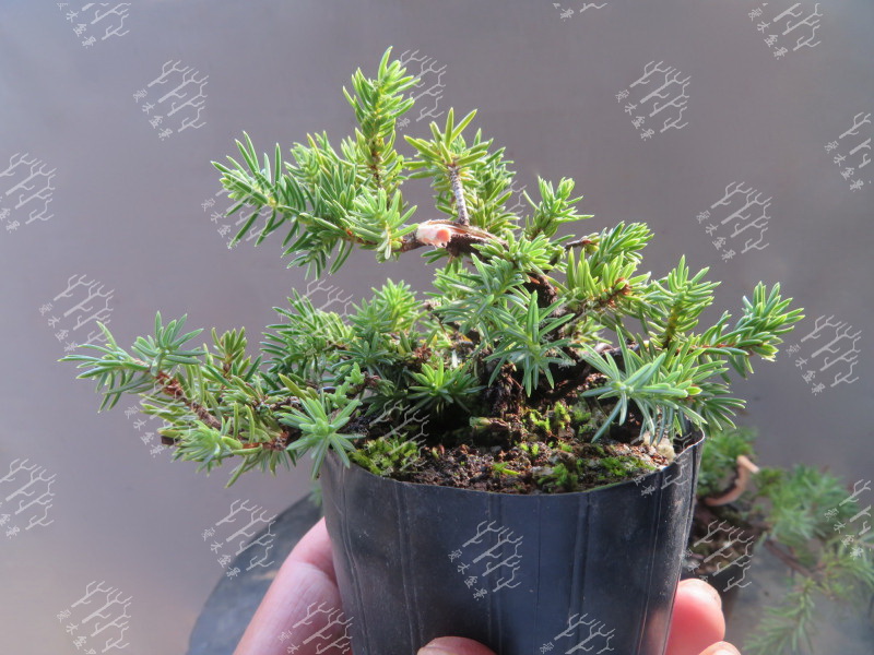 高山红皮刺柏盆景图片大全欣赏,刺柏盆景高压繁殖几月份操作较好