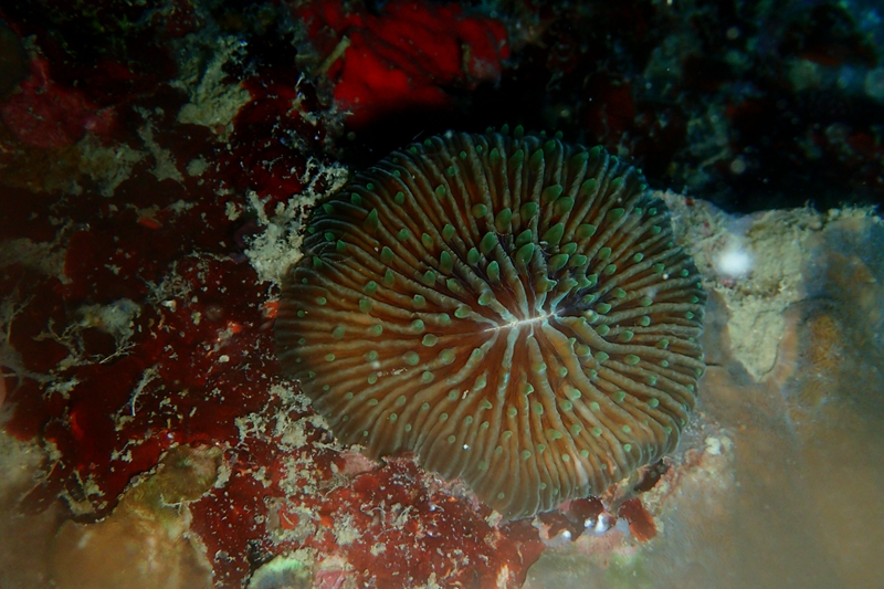 菲律宾科隆群岛游,菲律宾巴拉望科隆群岛自由行
