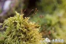 水陆雨林造景价格,水陆雨林造景之苔藓篇