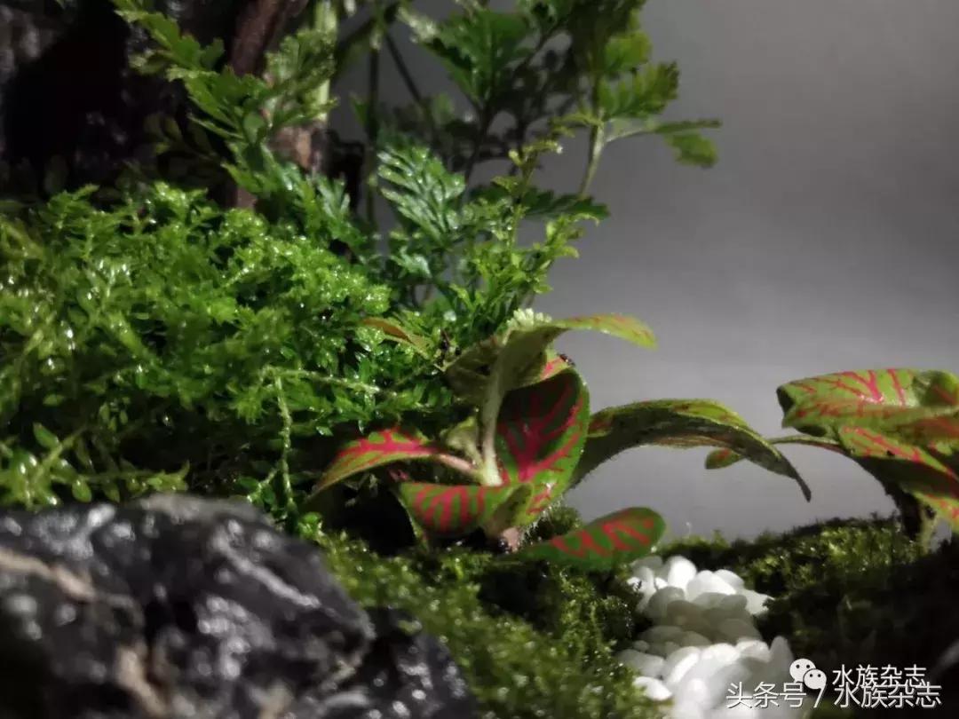 水陆雨林造景价格,水陆雨林造景之苔藓篇