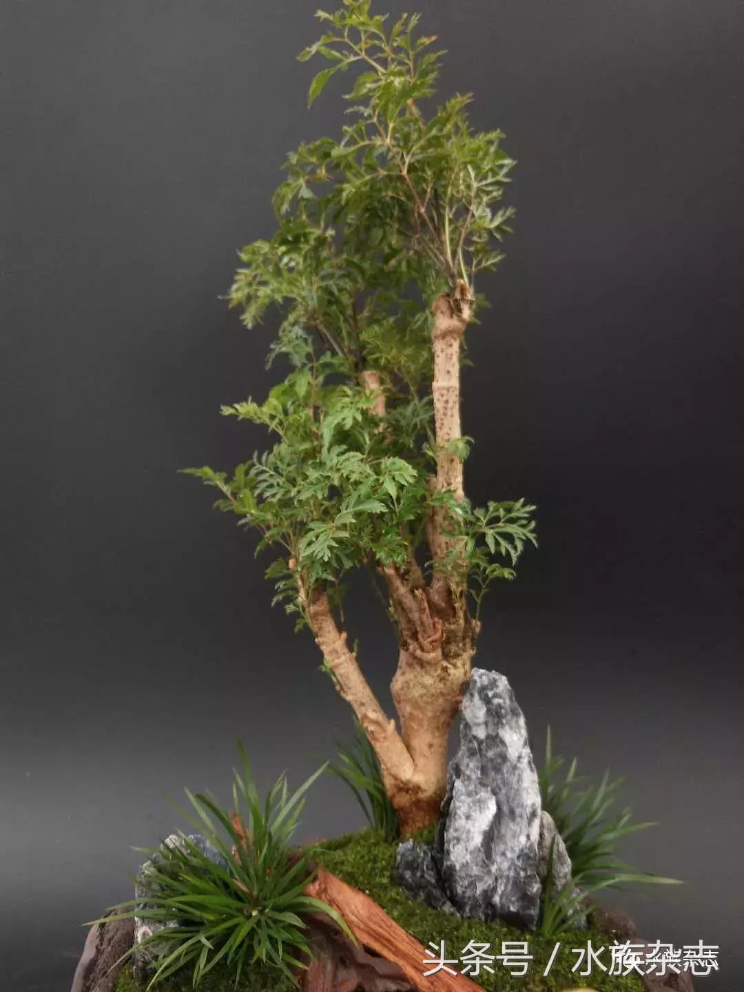 水陆雨林造景价格,水陆雨林造景之苔藓篇