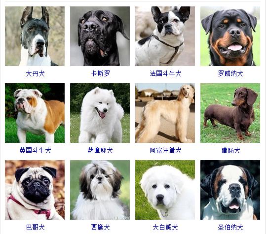 狗狗十大品种大全及图片,狗狗常见品种及图片名称