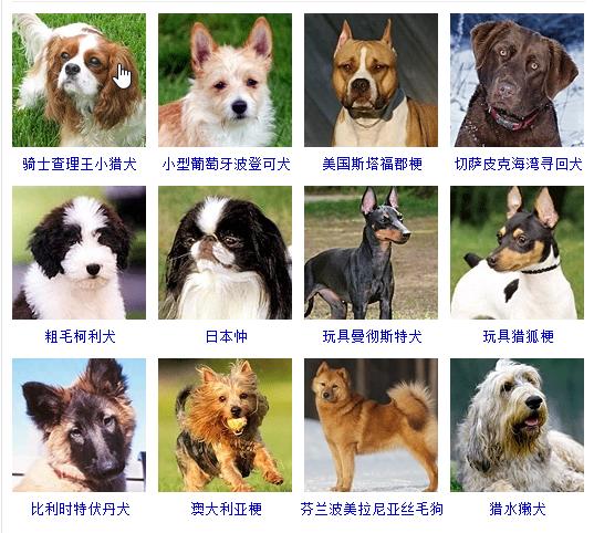 狗狗十大品种大全及图片,狗狗常见品种及图片名称