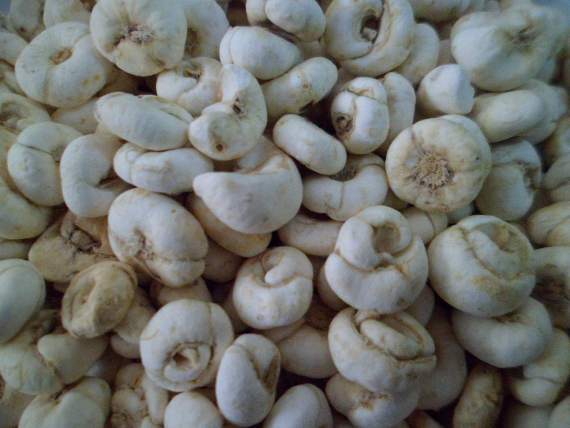 贝母止咳,贝母草药