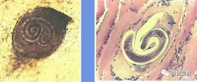 过年了,蒙自的这*猪种**肉千万别买!