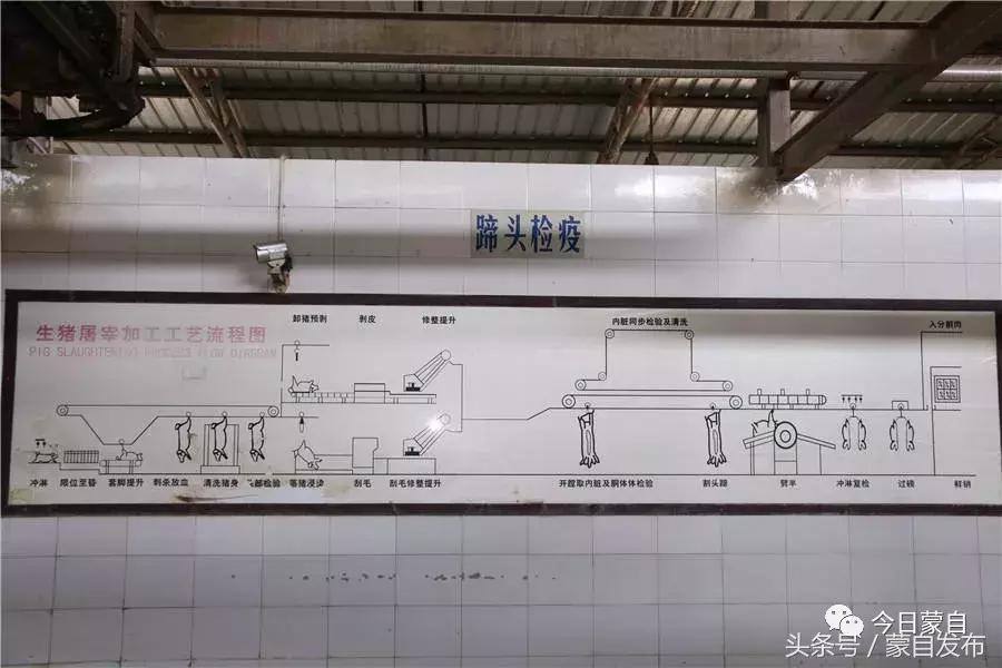 过年了,蒙自的这*猪种**肉千万别买!