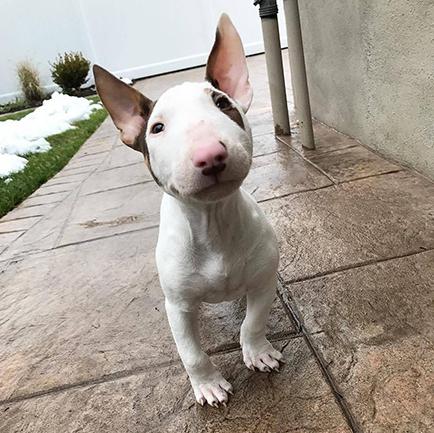 这年头，丑到极致也能红！牛头梗一颦一笑都像被谐星附体，超搞笑