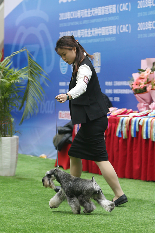 大玛仕“冠军计划”助力雪纳瑞如意斩获中国CKU赛事BIS荣誉