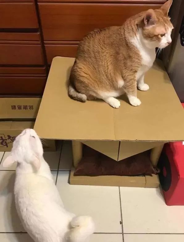 胖猫特别爱美，敷面膜的时候就像是一个小贵妇