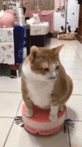 胖猫特别爱美，敷面膜的时候就像是一个小贵妇