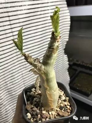 多肉万象最贵的品种,全世界最贵的多肉植物都有哪些