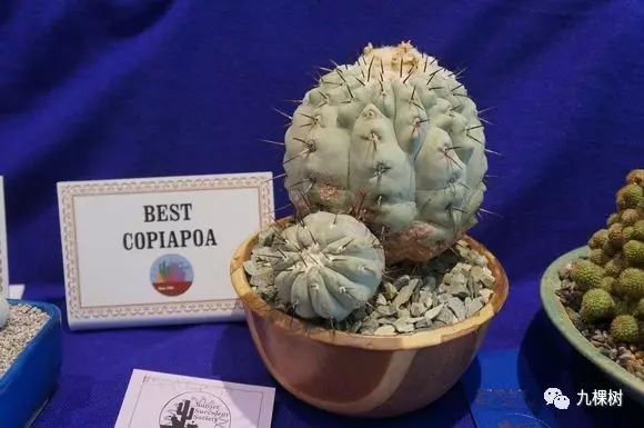 多肉万象最贵的品种,全世界最贵的多肉植物都有哪些