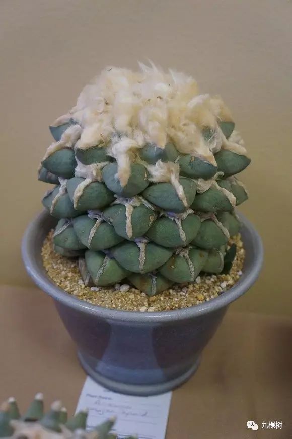 多肉万象最贵的品种,全世界最贵的多肉植物都有哪些