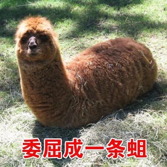 原来老外喜欢中国的这些东西，“贫困留学生”们也能发家致富了